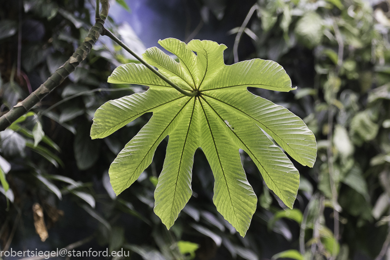 California Academy of Science 2019